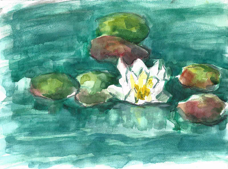 Water Lily White Flower