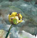 Detail - Plomp Yellow Flower
