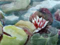 Detail - White & Pink Water Lily