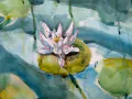 Detail - White Water Lily and Foliage