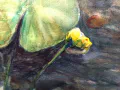 Detail - Yellow Pond Lilly