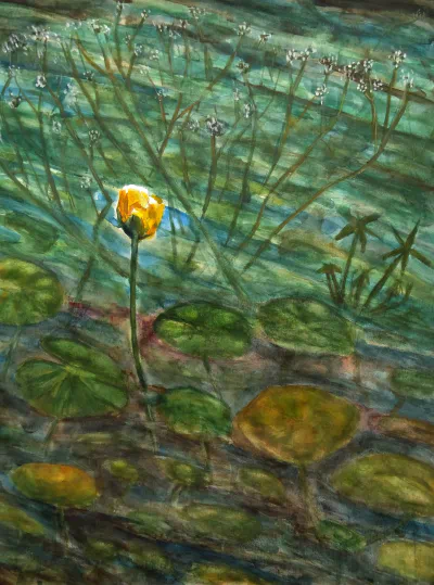 Pond Lily Yellow Flower
