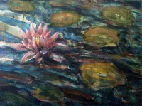 Water Lily Pink Flower